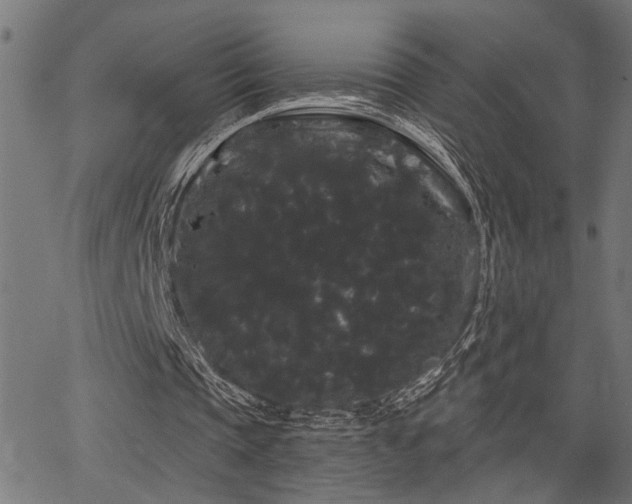 X0000065990337200603031201