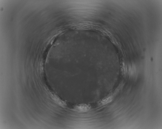 X0000065990466200603031200