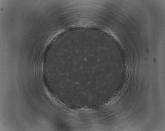 X0000065990542200603031158