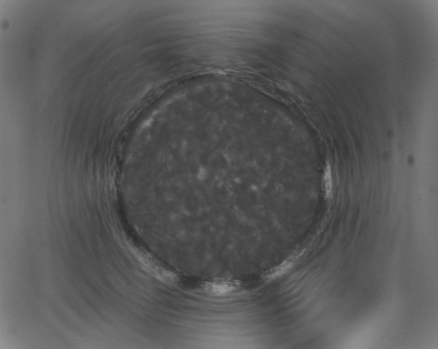 X0000065990662200603031157