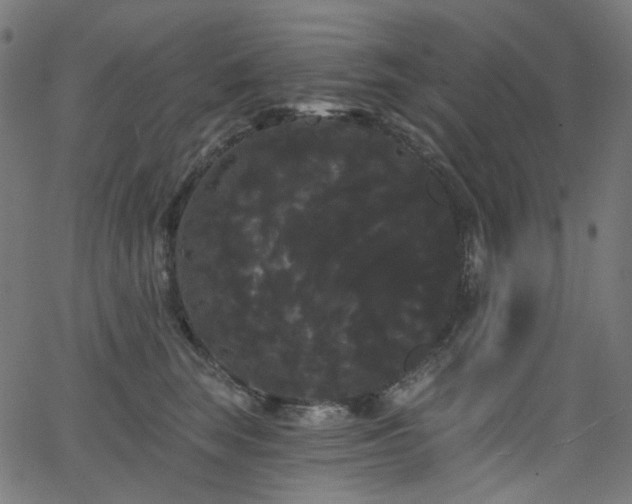 X0000065990663200603031157