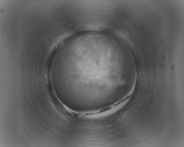 X0000065990688200603031156