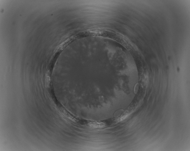 X0000065990707200603031155