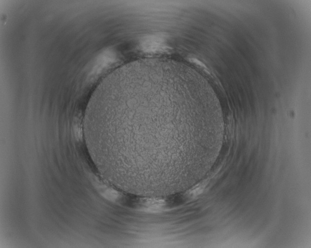 X0000065990719200603031155