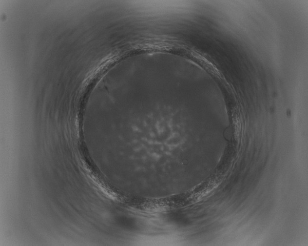 X0000065990729200603031155