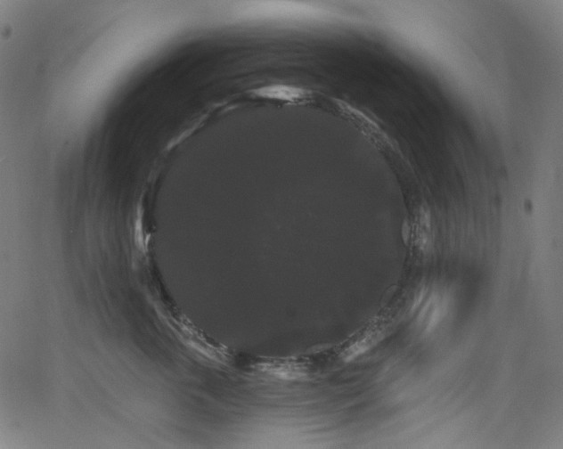 X0000065990763200603031155