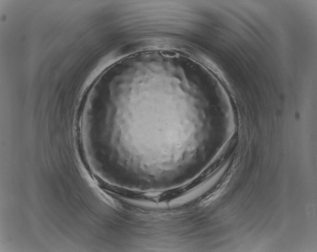 X0000065990803200603031154