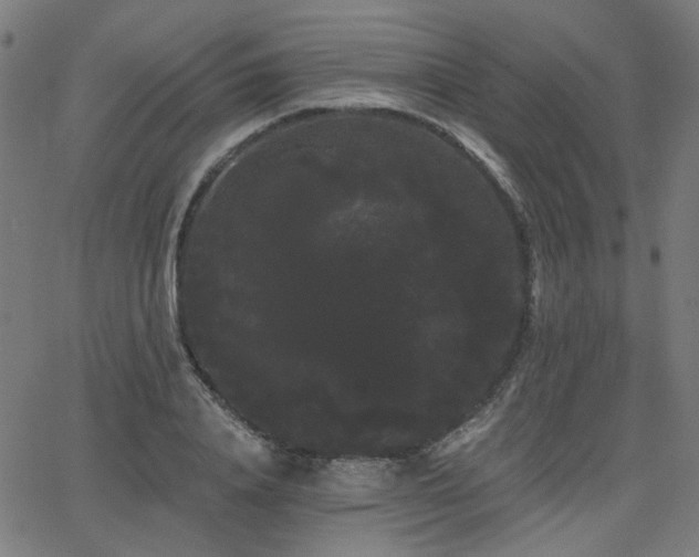 X0000065990840200603031153