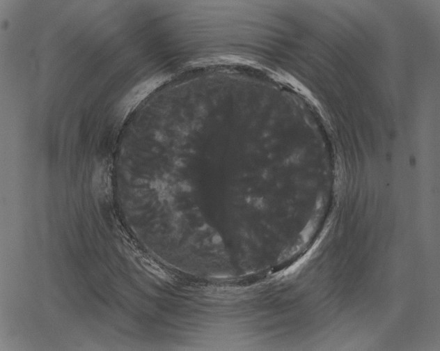 X0000065990921200603031151