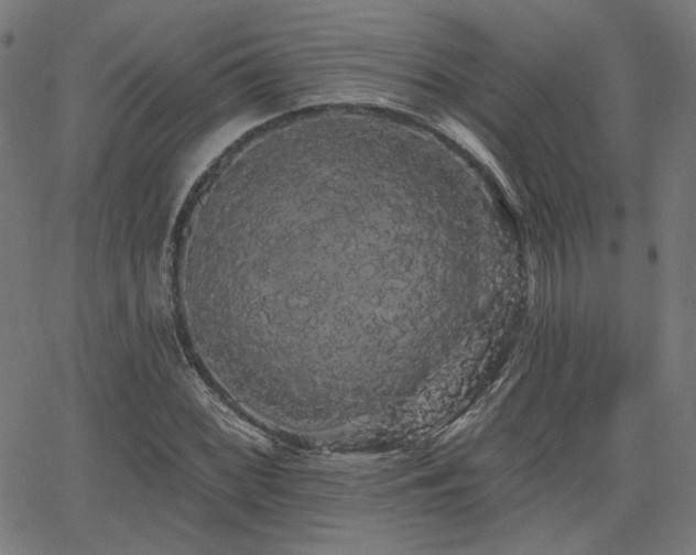 X0000065991068200603031150