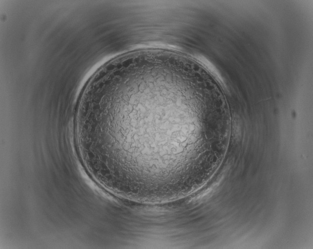 X0000065991100200603031149