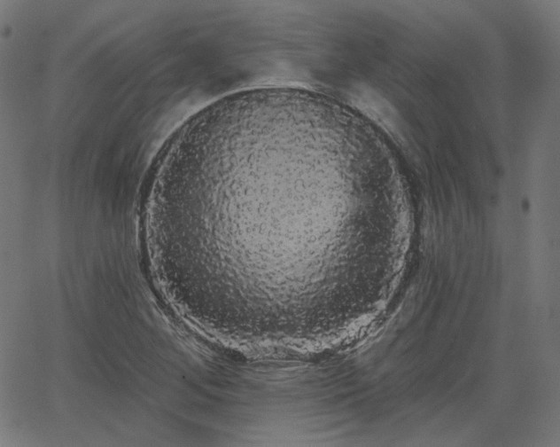 X0000065991268200603031146