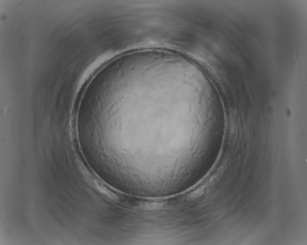 X0000065991278200603031146