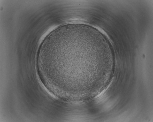 X0000065991333200603031145
