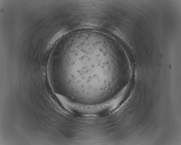 X0000065991355200603031145