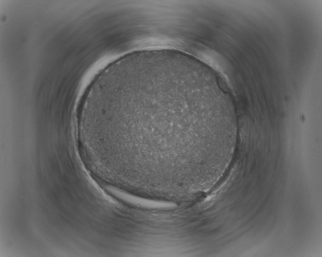 X0000065991472200603031143