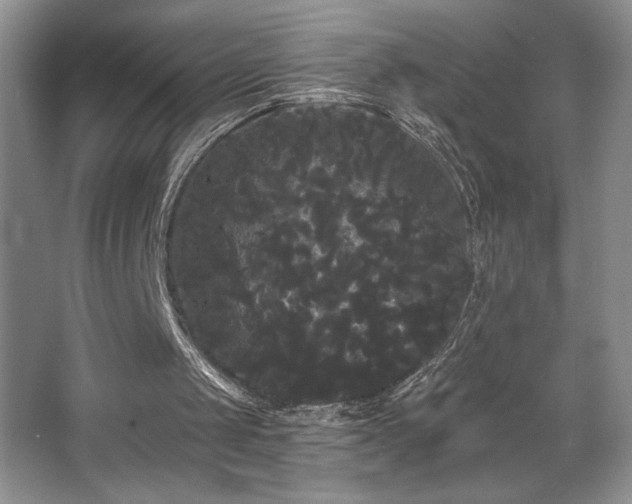 X0000065990049200603061308