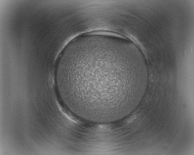 X0000065990060200603061308