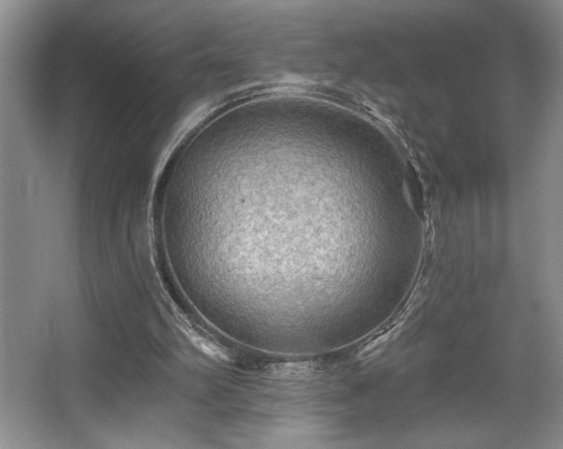 X0000065990102200603061308