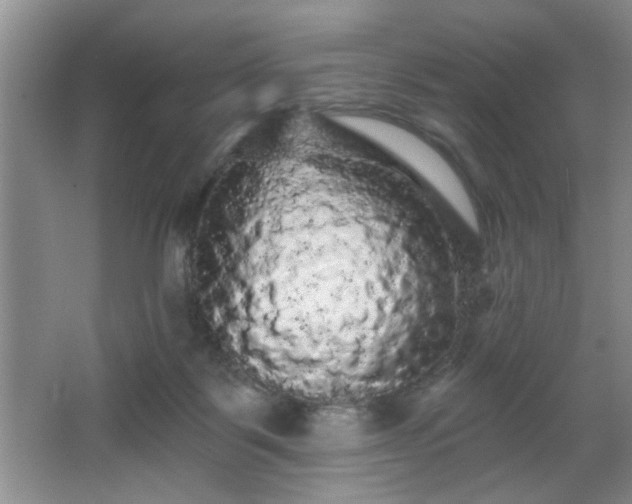 X0000065990123200603061307
