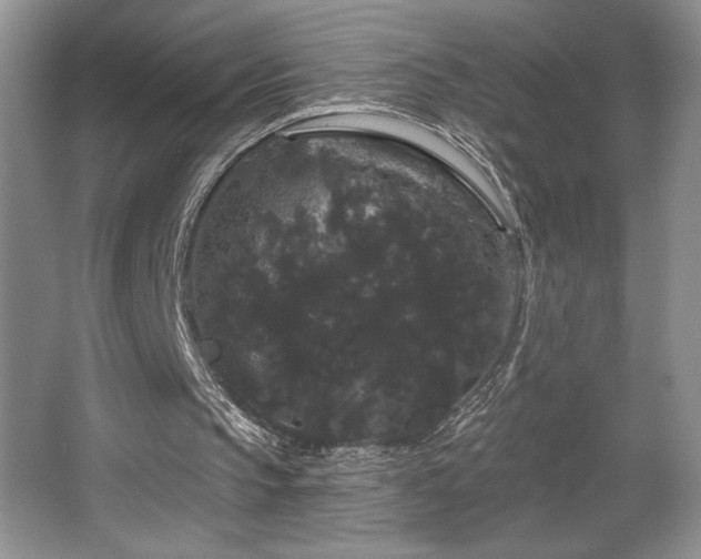 X0000065990145200603061306