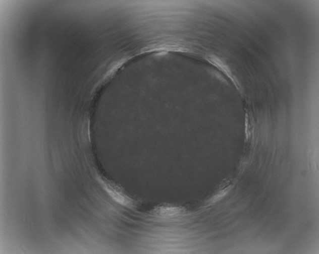 X0000065990205200603061306