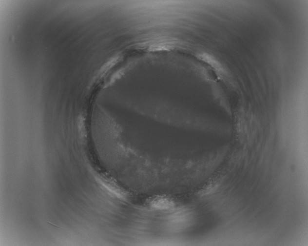X0000065990258200603061305