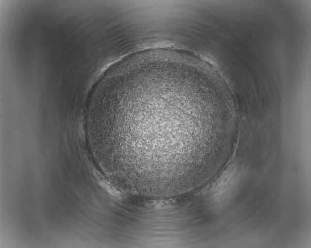 X0000065990345200603061303