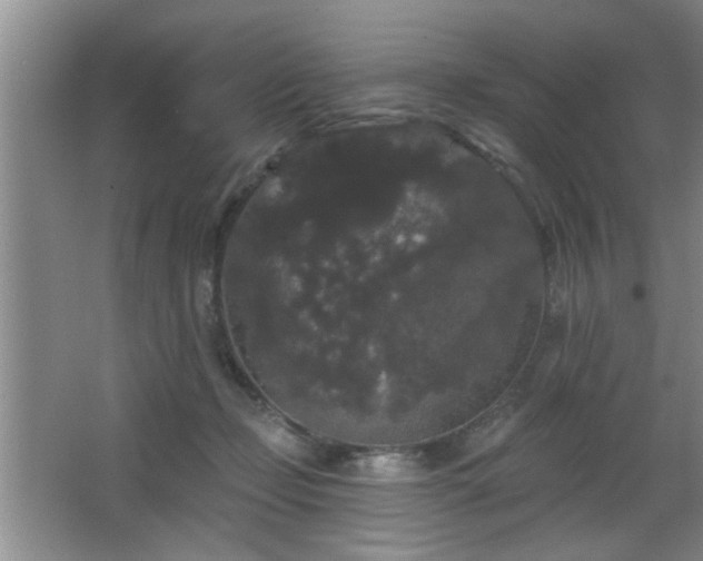 X0000065990365200603061303