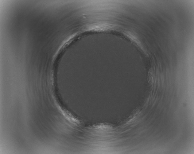 X0000065990400200603061303