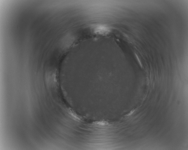 X0000065990424200603061302