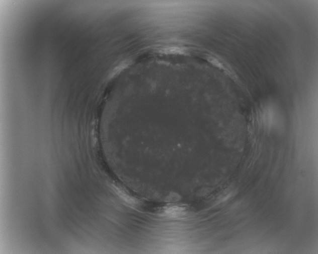 X0000065990462200603061302