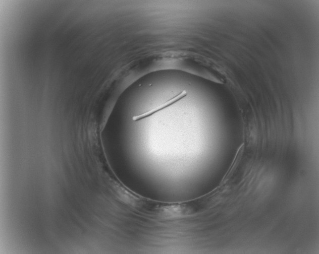 X0000065990473200603061302