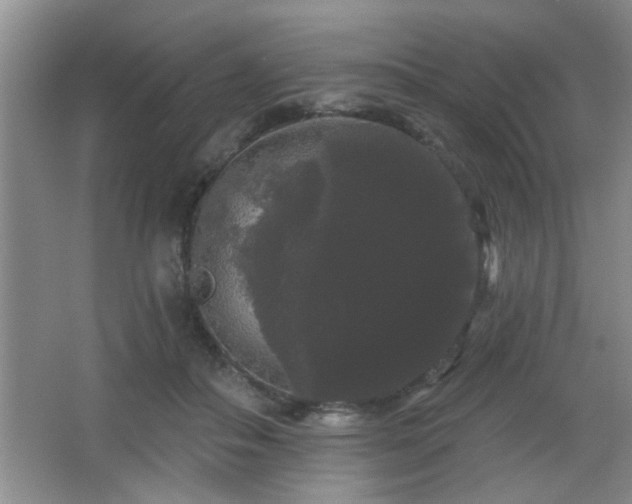X0000065990506200603061301