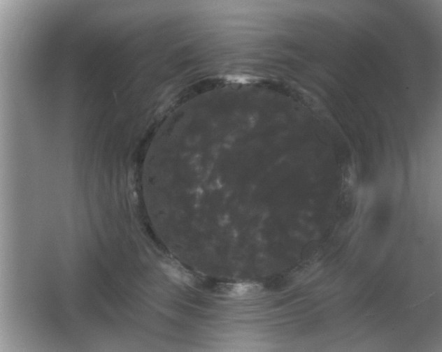 X0000065990663200603061259