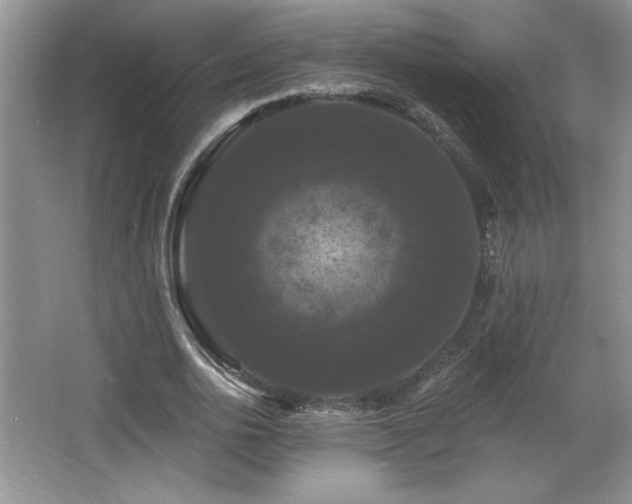 X0000065990726200603061256