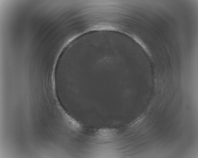 X0000065990840200603061255