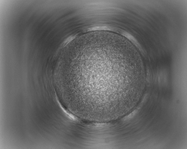 X0000065990849200603061255