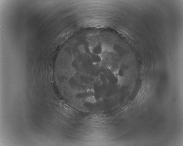X0000065990917200603061253