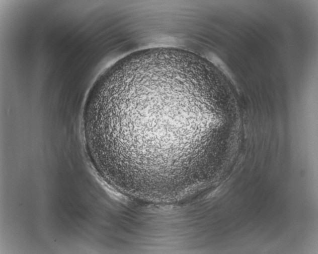 X0000065991072200603061251