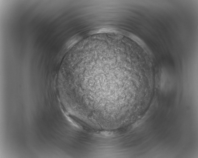 X0000065991241200603061249