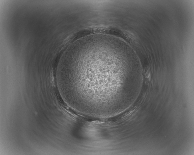 X0000065991252200603061248