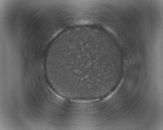 X0000065991305200603061247