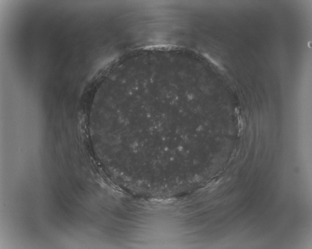 X0000065991351200603061247