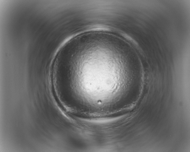 X0000065991375200603061246