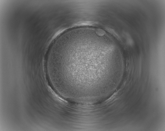 X0000065991404200603061245