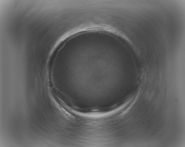 X0000065991506200603061244
