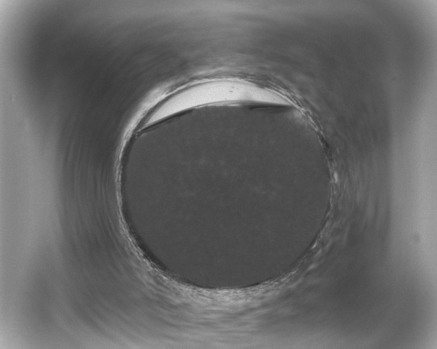 X0000065990006200603101516