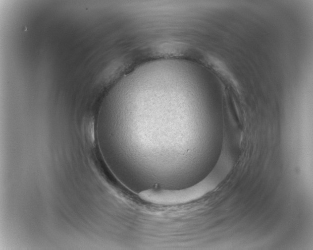 X0000065990021200603101516