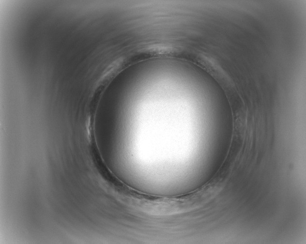 X0000065990024200603101516